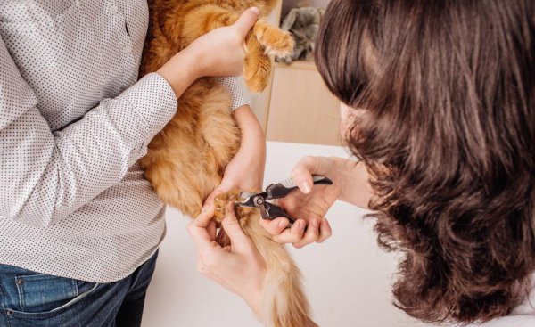 怎么给小猫剪指甲图解
