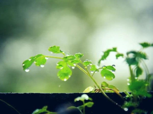 赞美雨后美景的诗句和名言