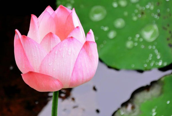 赞美雨后美景的诗句和名言