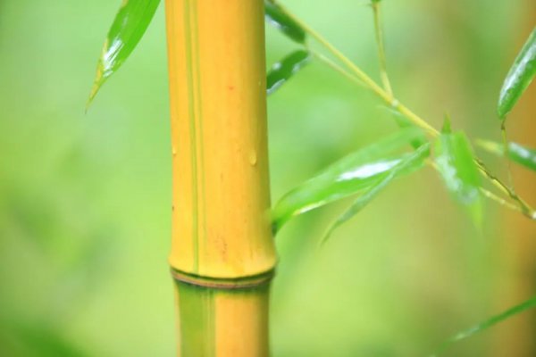 赞美雨后美景的诗句和名言