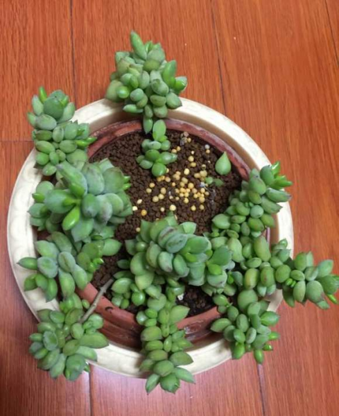 达摩福娘的养殖方法和注意事项