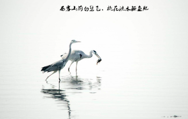 渔歌子古诗翻译赏析及原文翻译