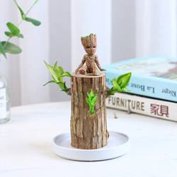 巴西木可以土培吗