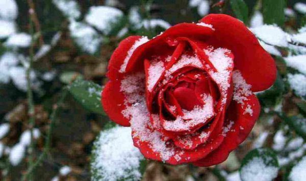 关于月季的诗词有哪些