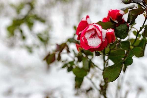 关于月季的诗词有哪些