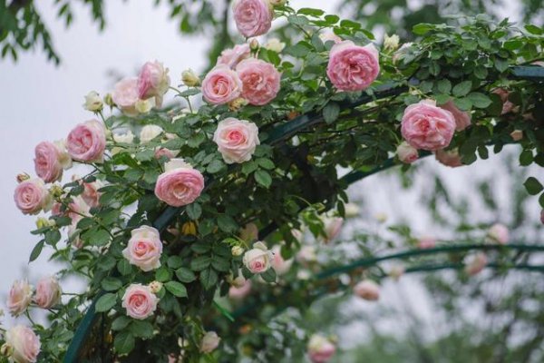 关于月季的诗词有哪些