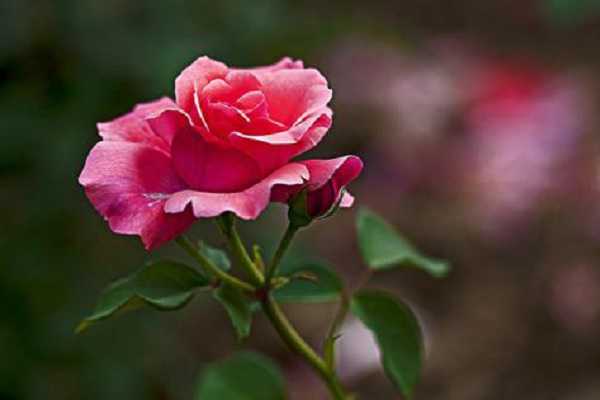 关于月季的诗词有哪些