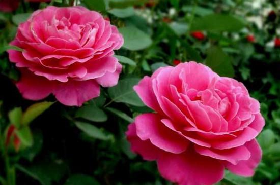 关于月季的诗词有哪些