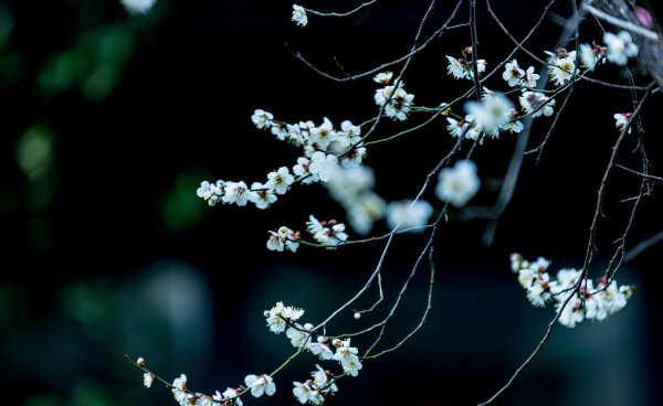 《咏梅》王安石古诗全文及解释