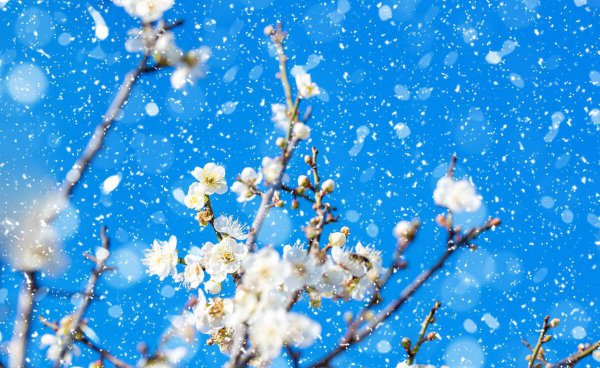 《咏梅》王安石古诗全文及解释