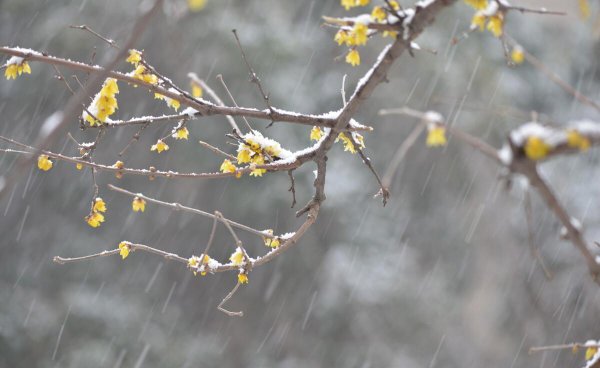 《咏梅》王安石古诗全文及解释