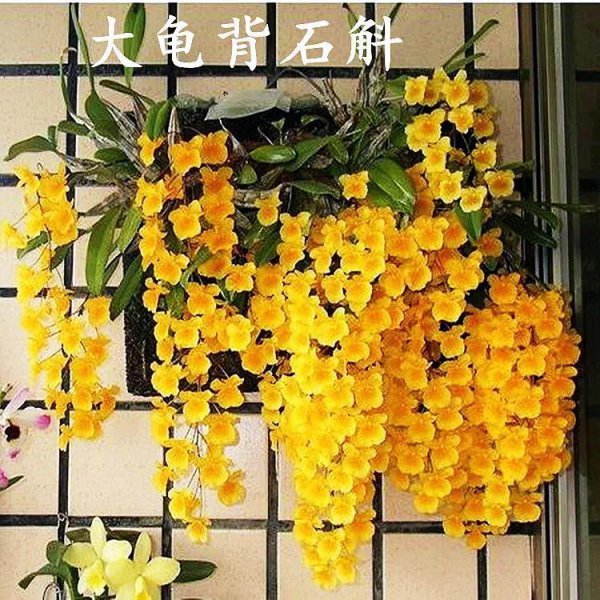 石斛有几种及图片