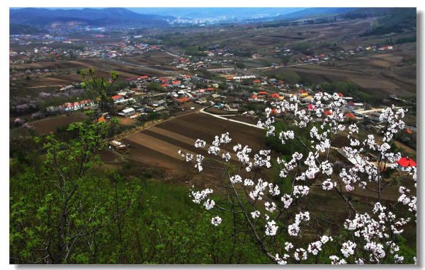 与杏花有关的古诗词
