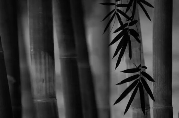 赞美竹子的古诗名句