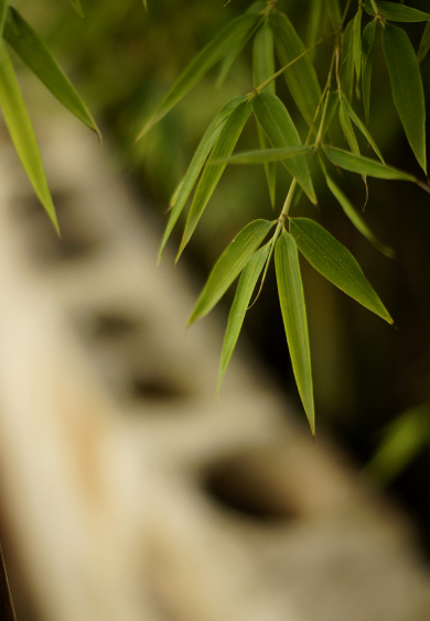 关于赞美竹子的诗句经典