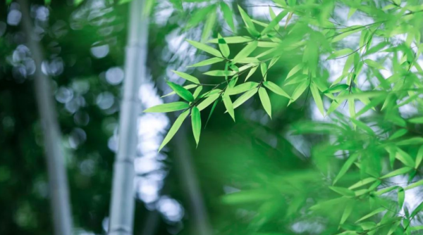 关于赞美竹子的诗句经典