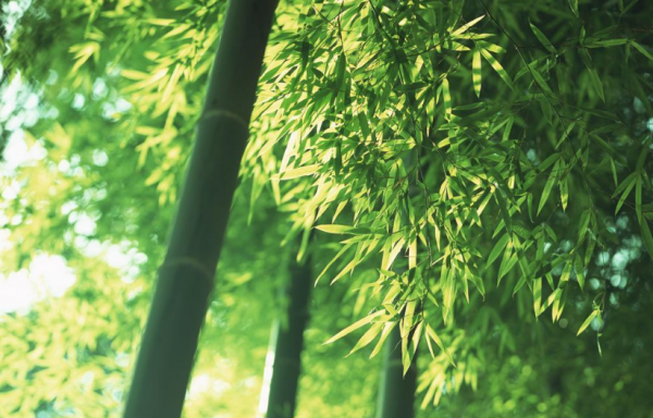 关于赞美竹子的诗句经典