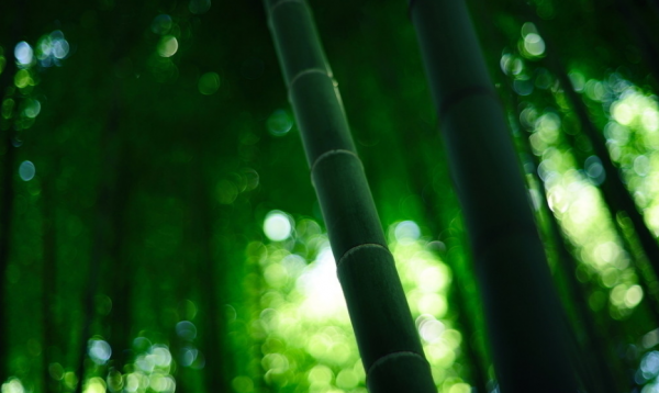 关于赞美竹子的诗句经典