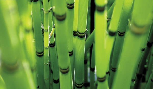 关于赞美竹子的诗句经典