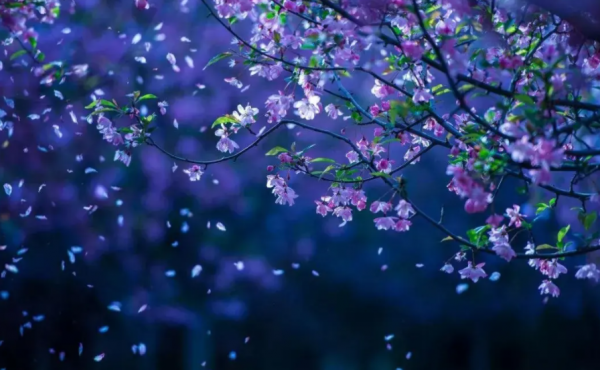 关于花开花落经典诗句有哪些