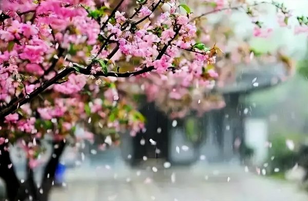 关于花开花落经典诗句有哪些