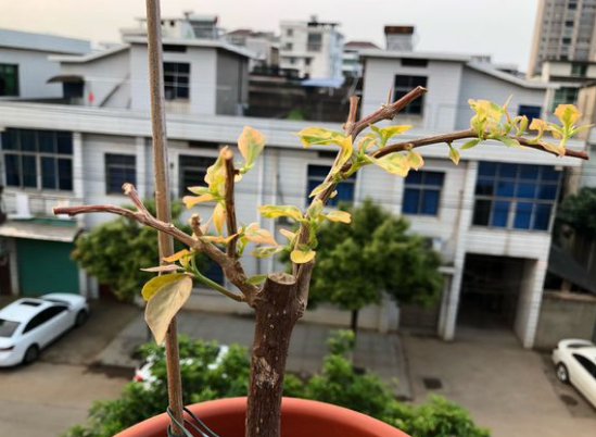 三角梅春天怎样修剪枝条开花多
