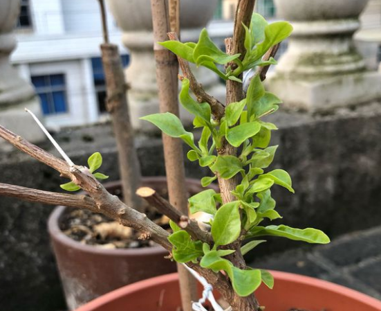 三角梅春天怎样修剪枝条开花多