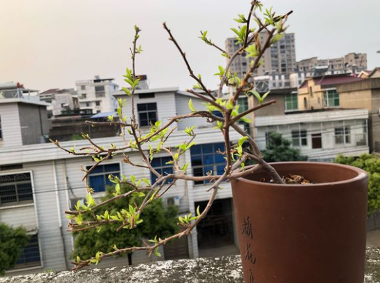 三角梅春天怎样修剪枝条开花多