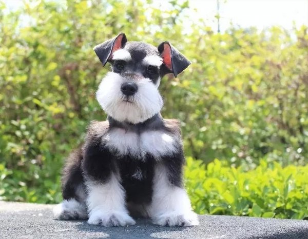 好饲养的小型宠物犬推荐