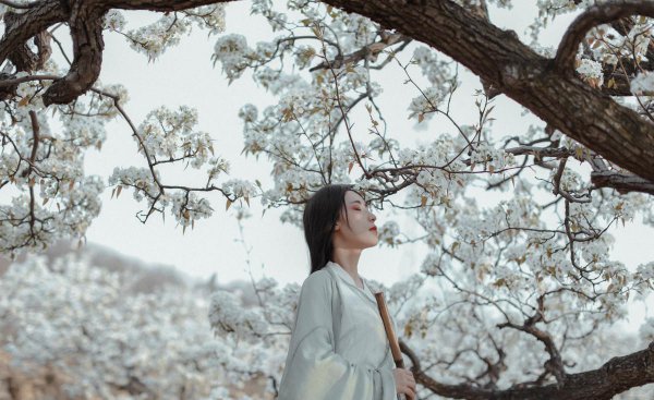 与梨花有关的诗句名言