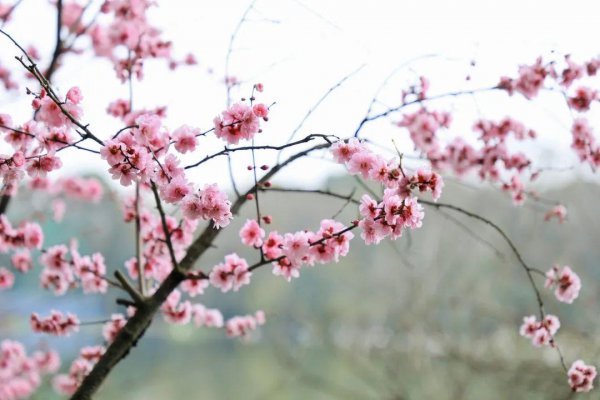 江畔独步寻花其一至其七古诗内容