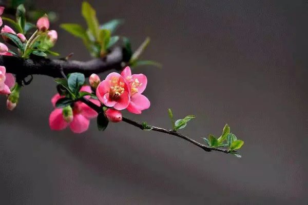江畔独步寻花其一至其七古诗内容
