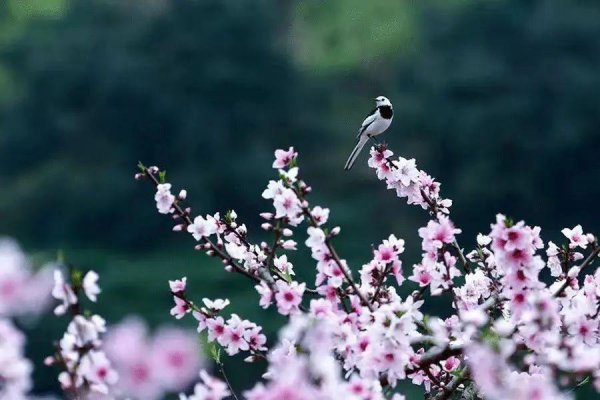 江畔独步寻花其一至其七古诗内容