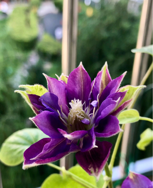 铁线莲开花最多最勤的是什么品种