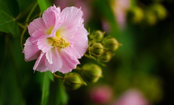关于芙蓉的诗句鉴赏