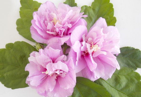 关于芙蓉的诗句鉴赏