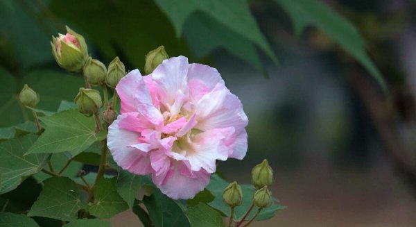 关于芙蓉的诗句鉴赏
