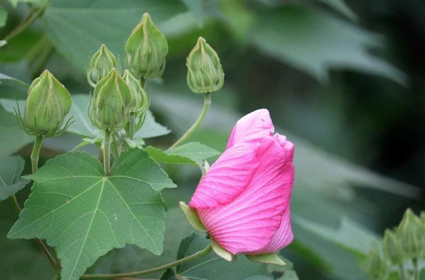 关于芙蓉的诗句鉴赏