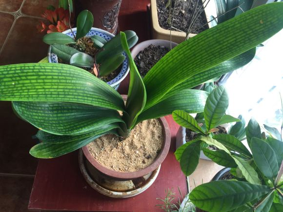 花土里的小黑飞虫怎么彻底清除
