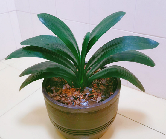 花土里的小黑飞虫怎么彻底清除