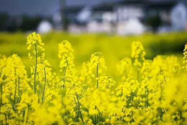 描写油菜花的诗句大全