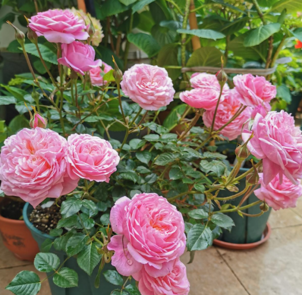 月季花的病虫害怎么防治方法