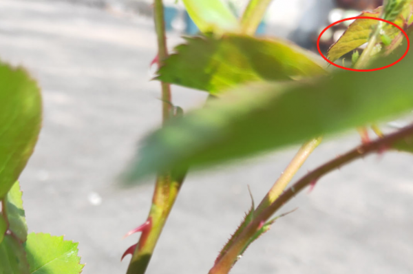 月季花的病虫害怎么防治方法