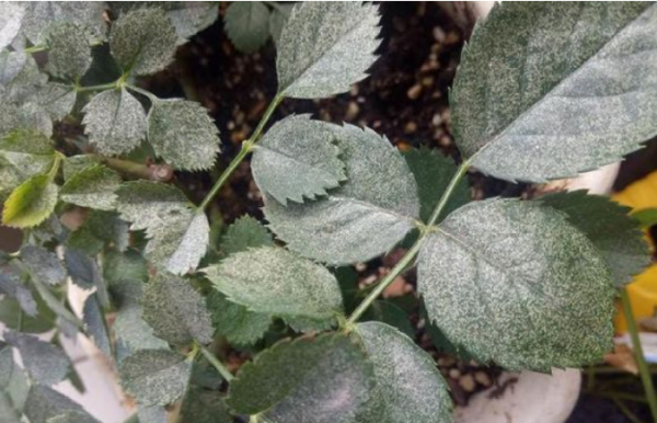 月季花的病虫害怎么防治方法