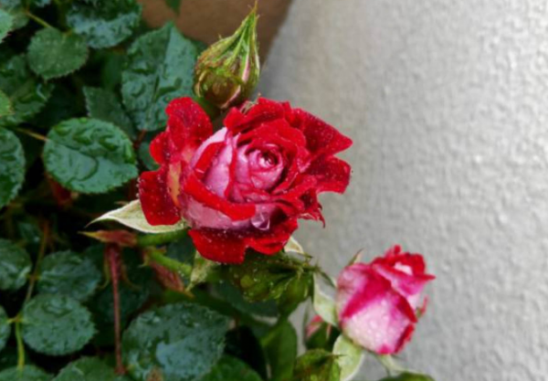 月季花的病虫害怎么防治方法