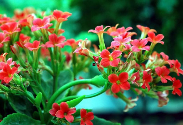 长辈过生日送鲜花送什么花