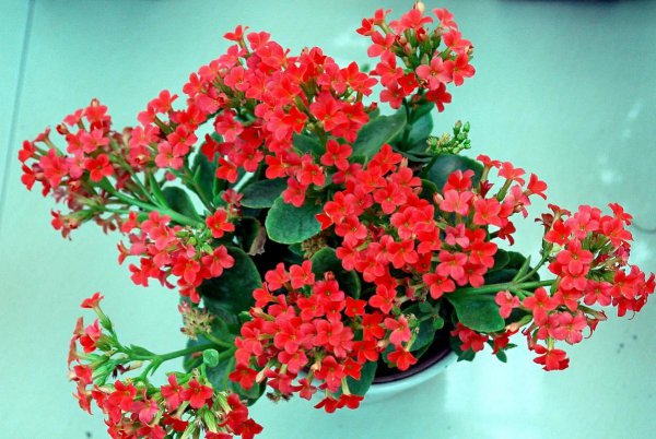 长辈过生日送鲜花送什么花