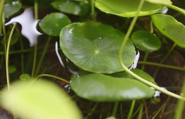长辈过生日送鲜花送什么花