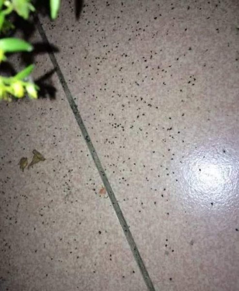 花里的小飞虫怎么消灭小窍门