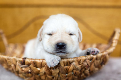 拉布拉多属于大型犬还是中型犬 挑选拉布拉多4个技巧